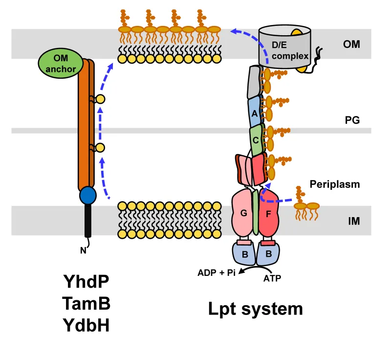Ruiz Research Figure