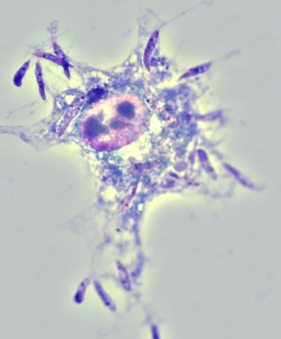 Leishmania Parasites Entering a Macrophage