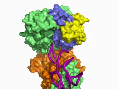 Protein syntesis model